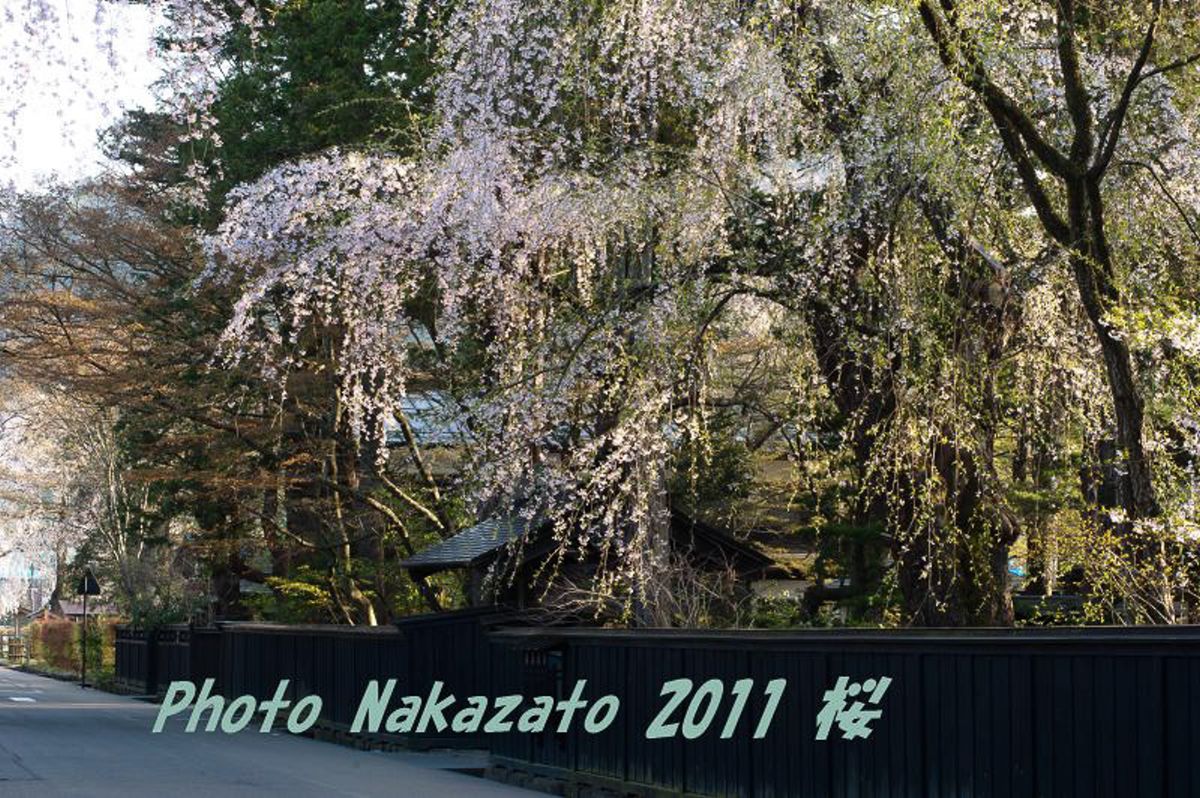 角舘の桜